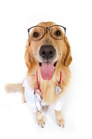 Dr. Dawg