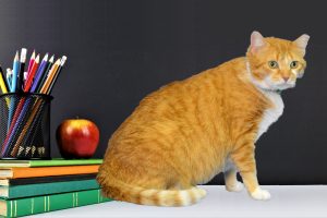 Troy TASP Back to School, Harvest Time Fantasy Pet Photos @ Pet Supplies Plus