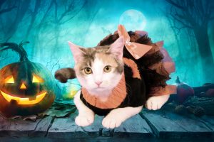 Pittsfield, MA Halloween, Autumn Fantasy Photos @ Benson's Pet Center