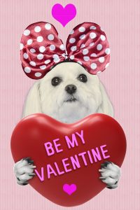 Pittsfield, MA Valentine's Day, Mardi Gras Fantasy Pet Photos @ Benson's Pet Center