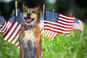 Troy Mother's Day, Memorial Day Fantasy Photos @ Pet Supplies Plus